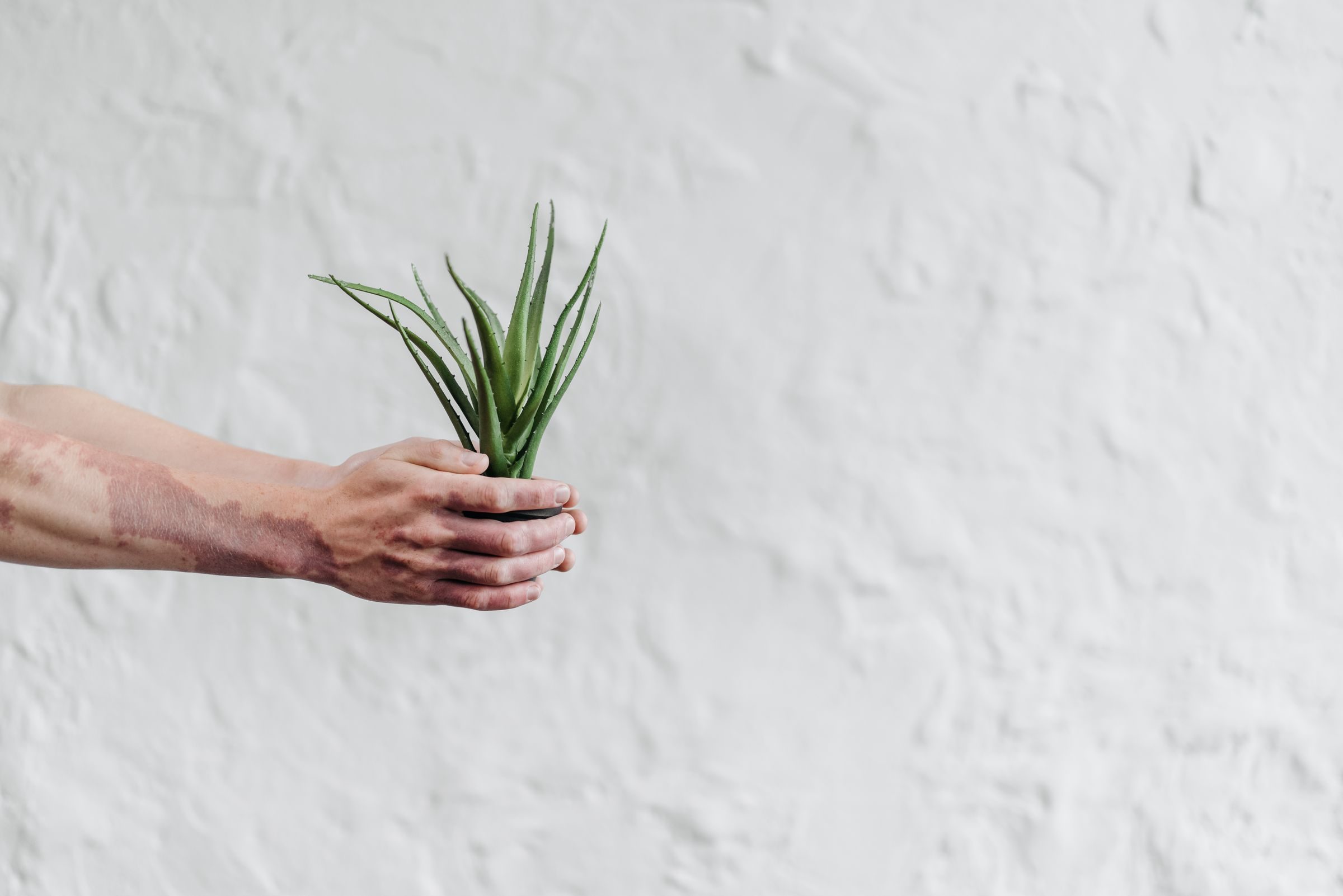 Gel d’aloe vera utilisé en soin de la peau