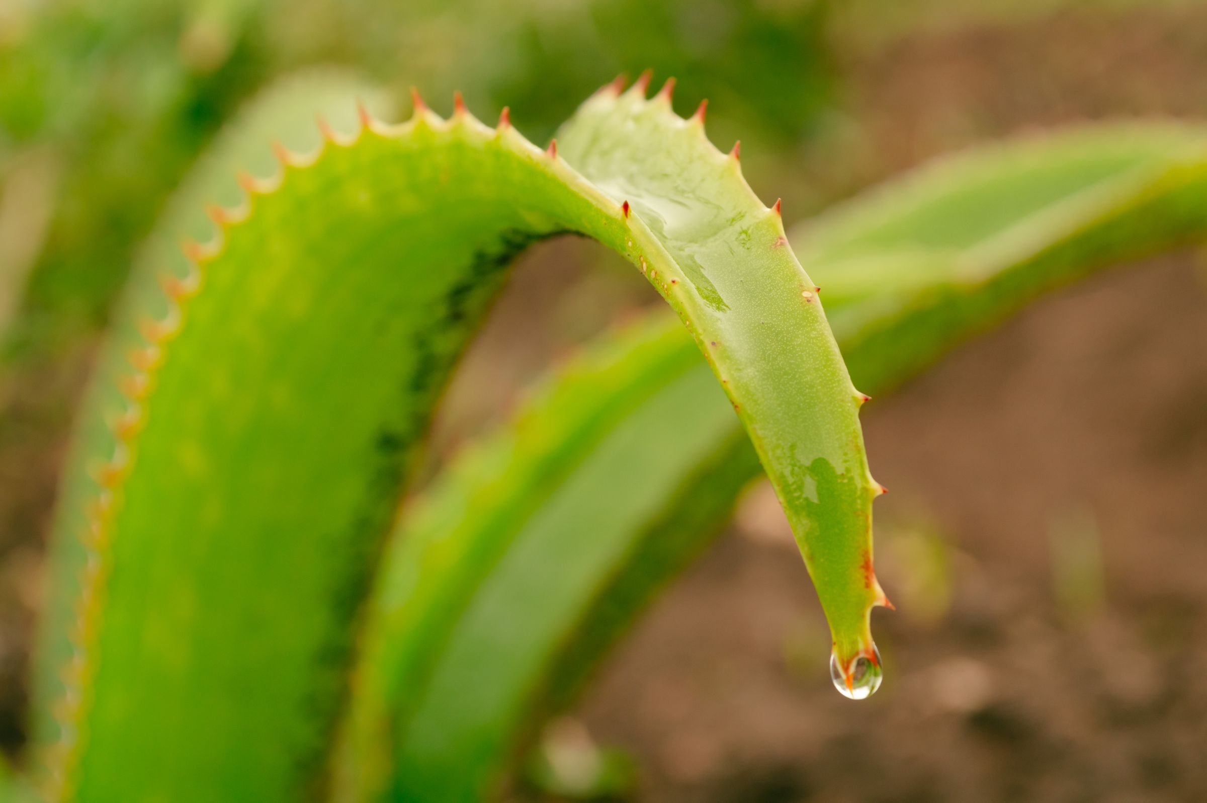 Feuille d’aloe vera coupée et son gel