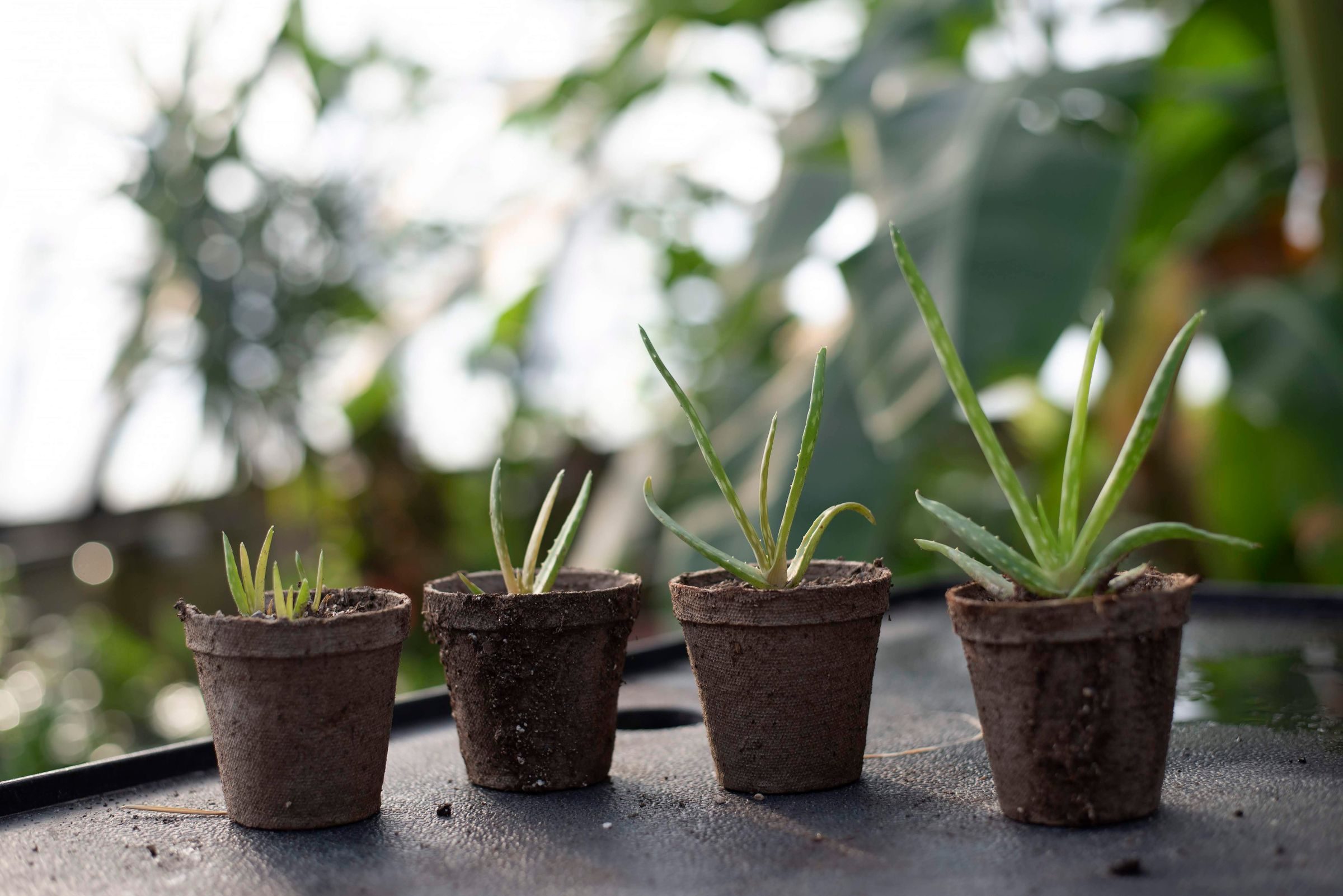 Plusieurs plants d’aloe vera en pot